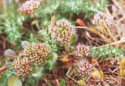 Attēlu rezultāti vaicājumam “Seligeria donniana sporophyte”