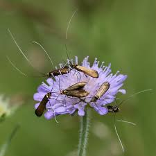 Attēlu rezultāti vaicājumam “Nemophora metallica”