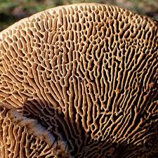 Attēlu rezultāti vaicājumam “Daedalea quercina”