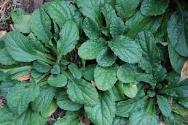 Image result for Ajuga reptans