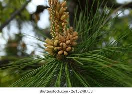 Attēlu rezultāti vaicājumam “Pinus pumila male flower”