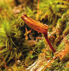 Attēlu rezultāti vaicājumam “Plagiothecium latebricola macro”