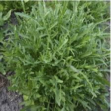 Attēlu rezultāti vaicājumam “Diplotaxis tenuifolia”