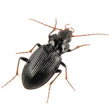 Attēlu rezultāti vaicājumam “Nebria brevicollis”