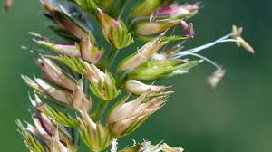 Attēlu rezultāti vaicājumam “Cynosurus cristatus flower”