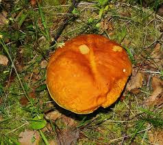 Attēlu rezultāti vaicājumam “Boletales”