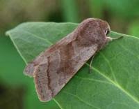 Attēlu rezultāti vaicājumam “Orthosia opima”