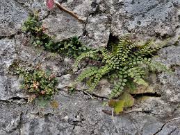 Attēlu rezultāti vaicājumam “Asplenium ruta-muraria”