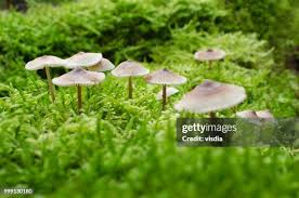 Attēlu rezultāti vaicājumam “Mycena zephirus”