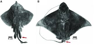 Image result for Myliobatis freminvillei