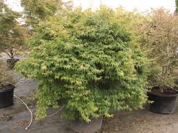 Attēlu rezultāti vaicājumam “Dianema depressum”