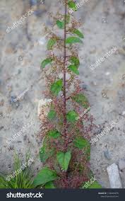 Attēlu rezultāti vaicājumam “Chenopodium polyspermum”