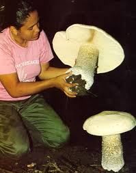 Image result for macrocybe titans