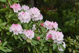 Attēlu rezultāti vaicājumam “rhododendron”