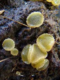 Attēlu rezultāti vaicājumam “Ascobolus furfuraceus”