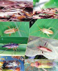 Attēlu rezultāti vaicājumam “Stenotus binotatus male”