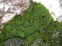 Attēlu rezultāti vaicājumam “Hymenostylium recurvirostrum macro”