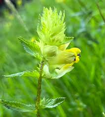 Attēlu rezultāti vaicājumam “Rhinanthus serotinus fruit”