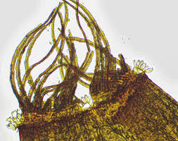 Attēlu rezultāti vaicājumam “Aloina rigida sporophyte”