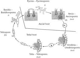 Attēlu rezultāti vaicājumam “Coleosporium sp.”