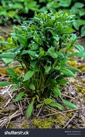 Attēlu rezultāti vaicājumam “Myosotis sparsiflora flower”