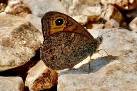 Attēlu rezultāti vaicājumam “Lasiommata maera”