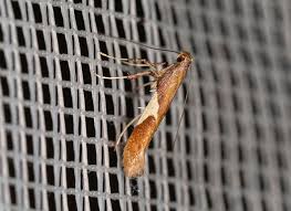 Attēlu rezultāti vaicājumam “Caloptilia stigmatella”