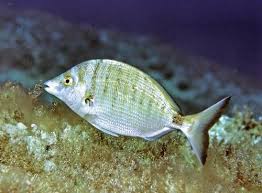 Image result for Polysteganus undulosus