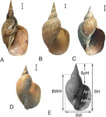 Attēlu rezultāti vaicājumam “Lymnaea stagnalis”