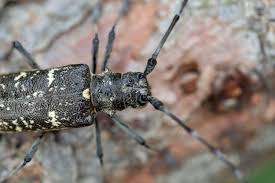 Attēlu rezultāti vaicājumam “Monochamus sutor”