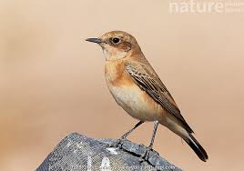 Image result for Oenanthe hispanica