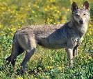 Canis lupus pallipes