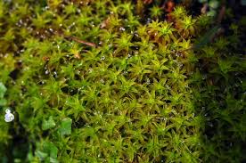 Attēlu rezultāti vaicājumam “Syntrichia”