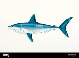 Image result for Lamna ditropis