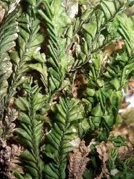 Attēlu rezultāti vaicājumam “Plagiochila porelloides sporophyte”