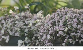 Attēlu rezultāti vaicājumam “Gypsophila paniculata bud”