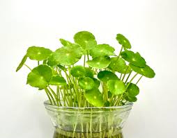 Attēlu rezultāti vaicājumam “Hydrocotyle vulgaris fruit”