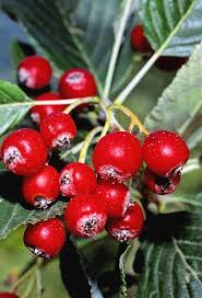 Attēlu rezultāti vaicājumam “Sorbus aria”