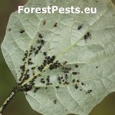 Attēlu rezultāti vaicājumam “Chaitophorus populeti”