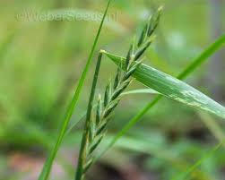 Attēlu rezultāti vaicājumam “Elytrigia repens leaf”