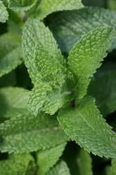 Attēlu rezultāti vaicājumam “Mentha spicata”