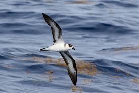 Image result for Pterodroma hasitata