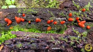 Attēlu rezultāti vaicājumam “Lycogala conicum”