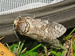 Attēlu rezultāti vaicājumam “Lamellocossus terebra”