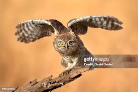 Attēlu rezultāti vaicājumam “Strigiformes”