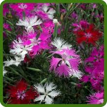 Image result for Dianthus superbus