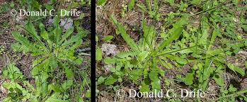 Attēlu rezultāti vaicājumam “Hypochaeris radicata bud”
