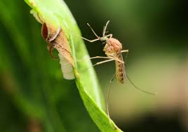 Attēlu rezultāti vaicājumam “Culex pipiens female”