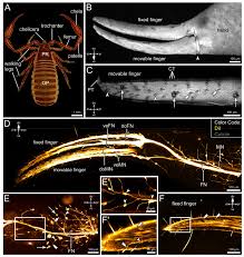Attēlu rezultāti vaicājumam “Chelifer cancroides”