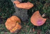 Attēlu rezultāti vaicājumam “Hapalopilus nidulans”